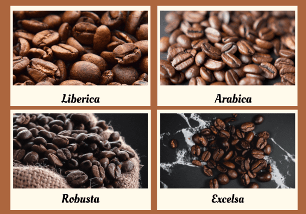 4 TYPES OF COFFEE beans